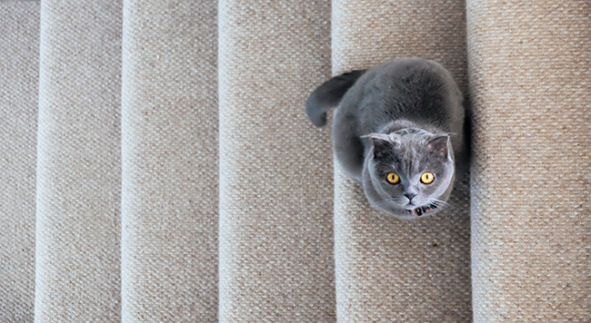 Gato de color gris  Descripción generada automáticamente con confianza media