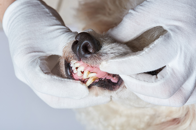 Un perro con la boca abierta  Descripción generada automáticamente con confianza media