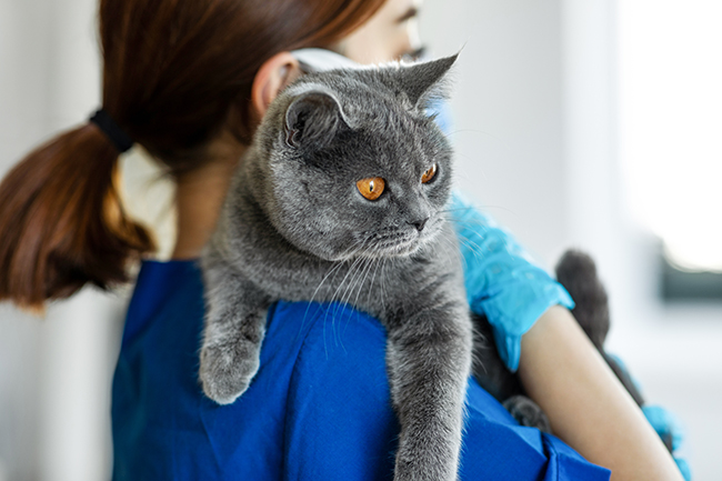 Una persona vestida de azul con un gato  Descripción generada automáticamente con confianza media