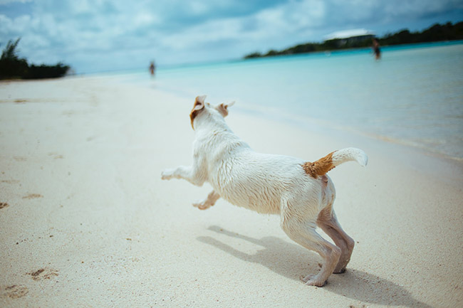 vacaciones playa perro